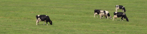 Dairy Cows in Field